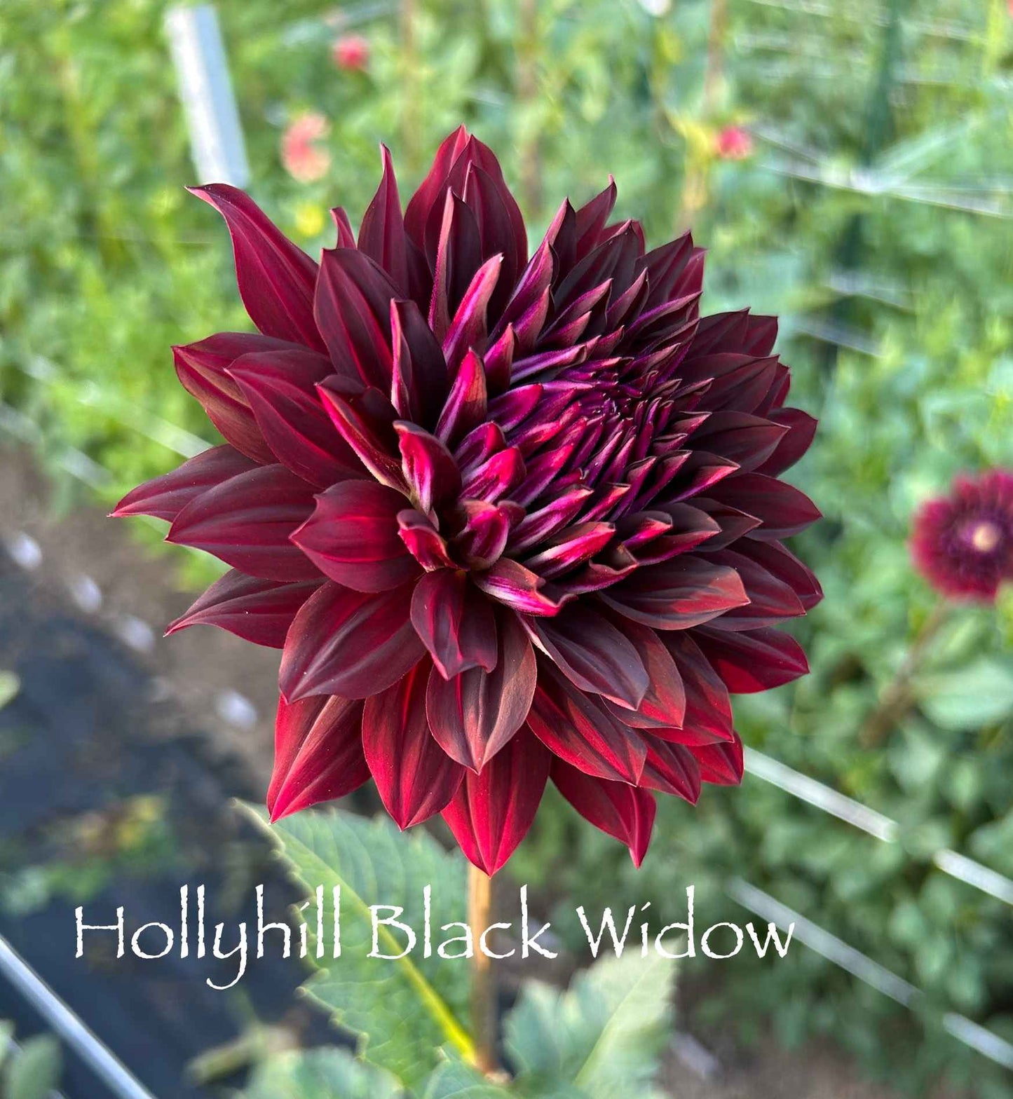 Hollyhill Black Widow Tuber