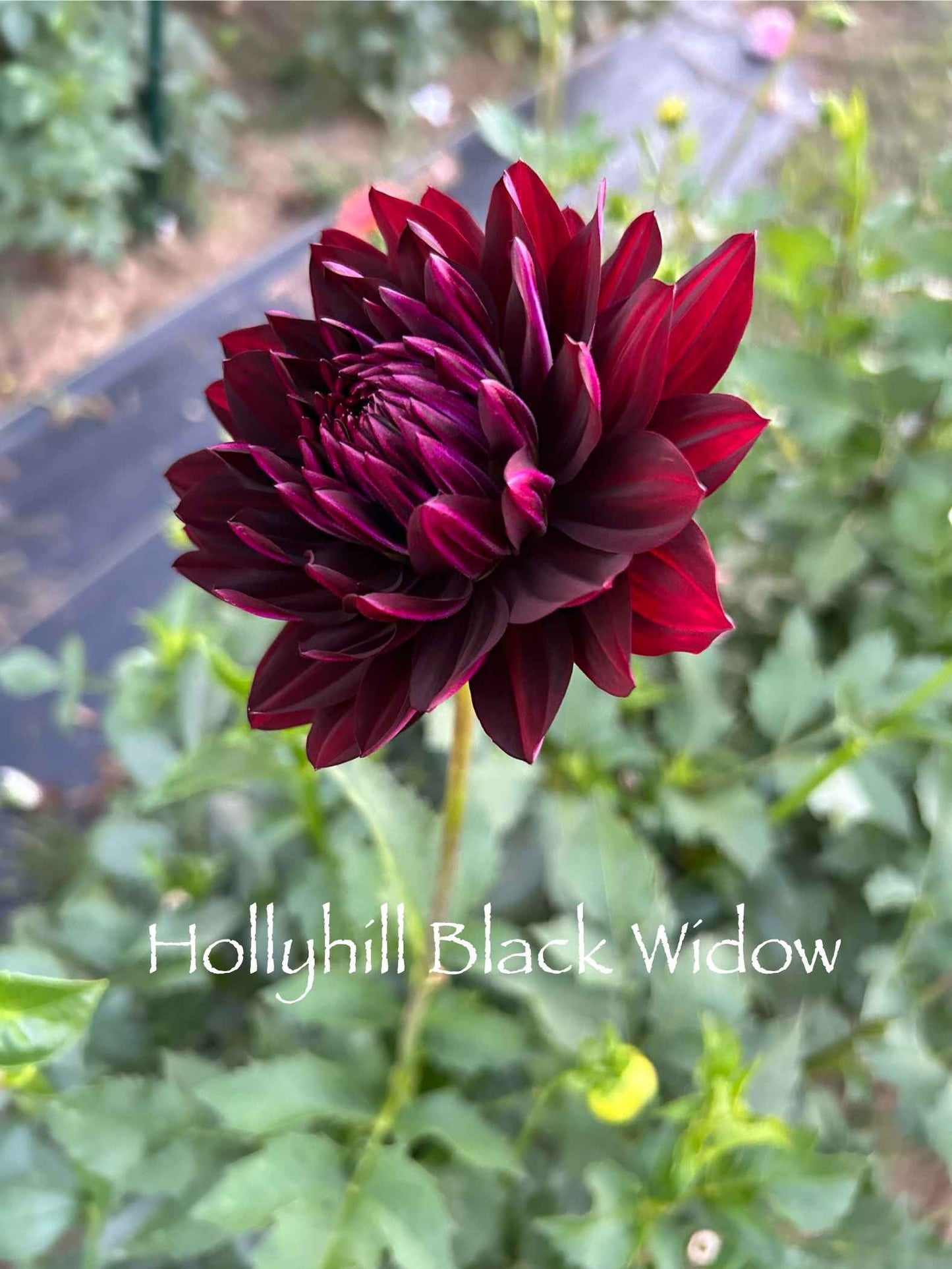 Hollyhill Black Widow Tuber