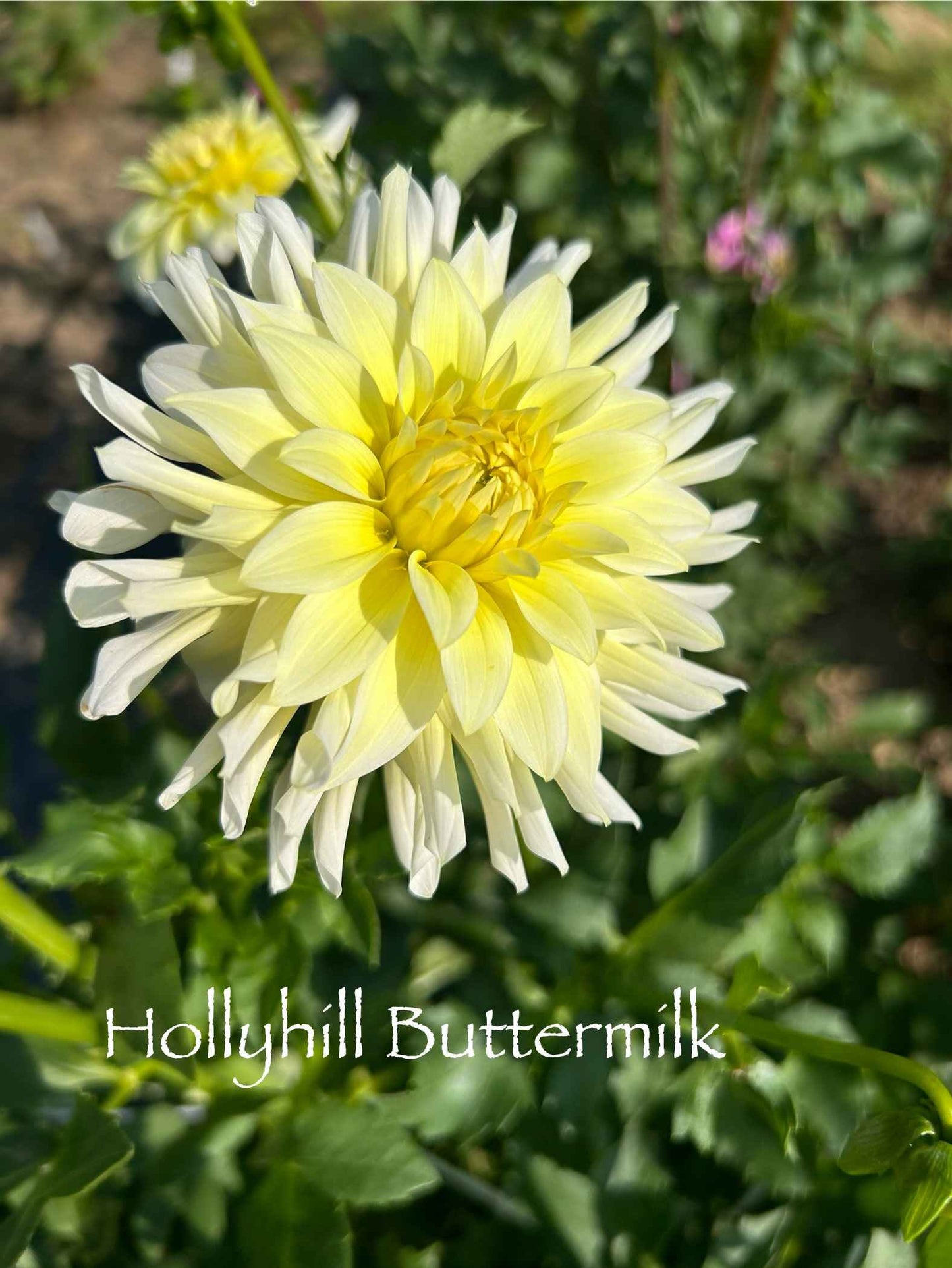 Hollyhill Buttermilk Tuber