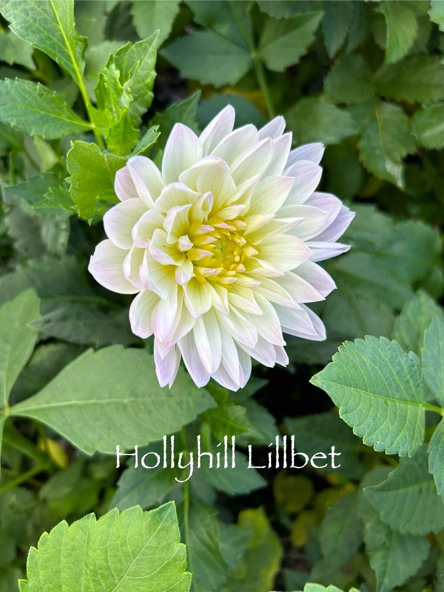 Hollyhill Lilibet Tuber