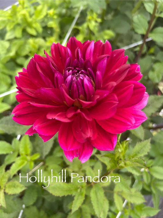 Hollyhill Pandora Tuber