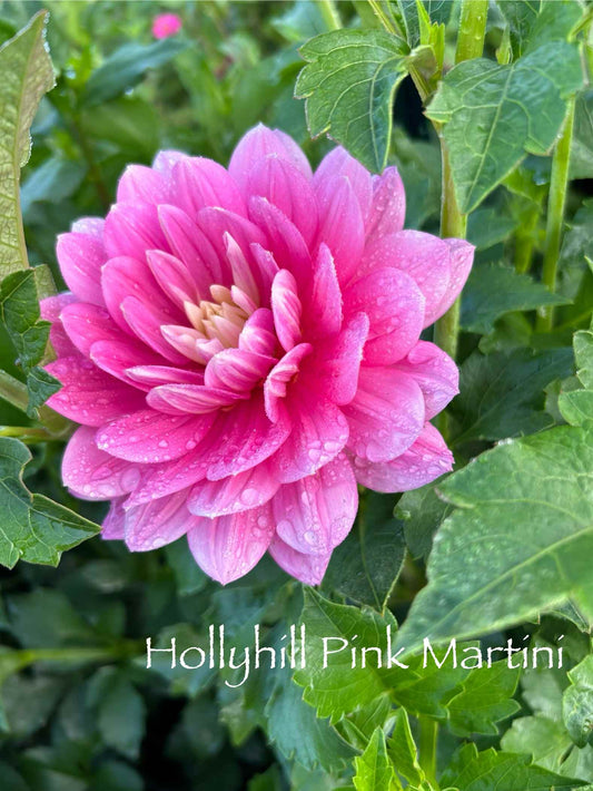 Hollyhill Pink Martini Tuber