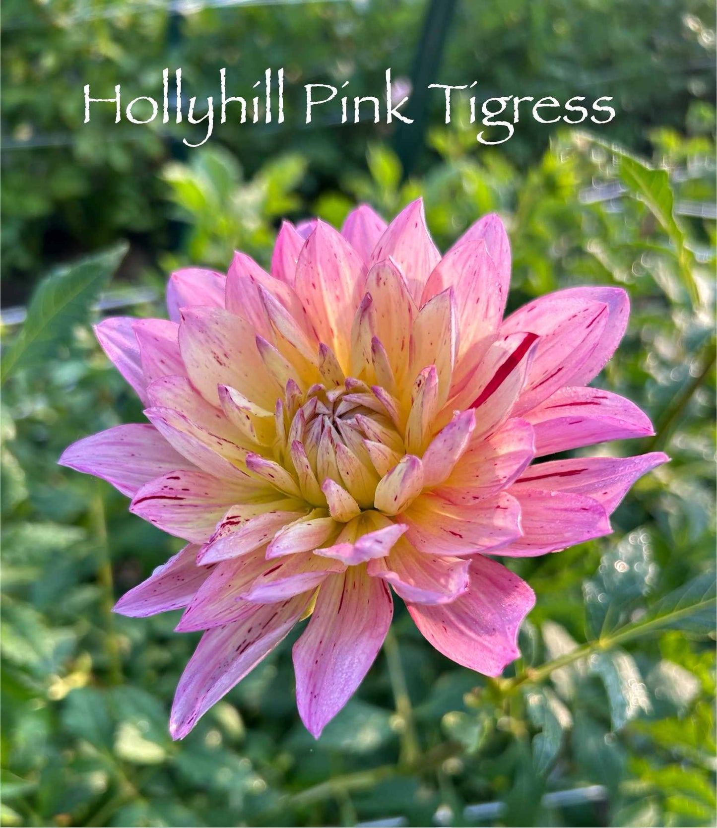 Hollyhill Pink Tigress Tuber