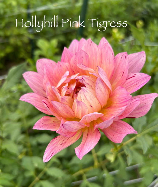 Hollyhill Pink Tigress Tuber