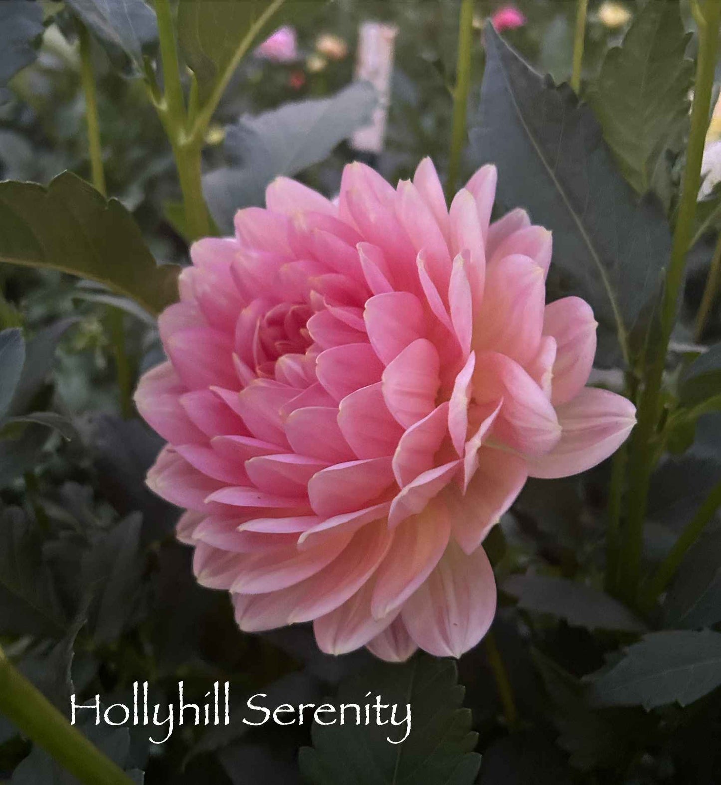 Hollyhill Serenity Tuber