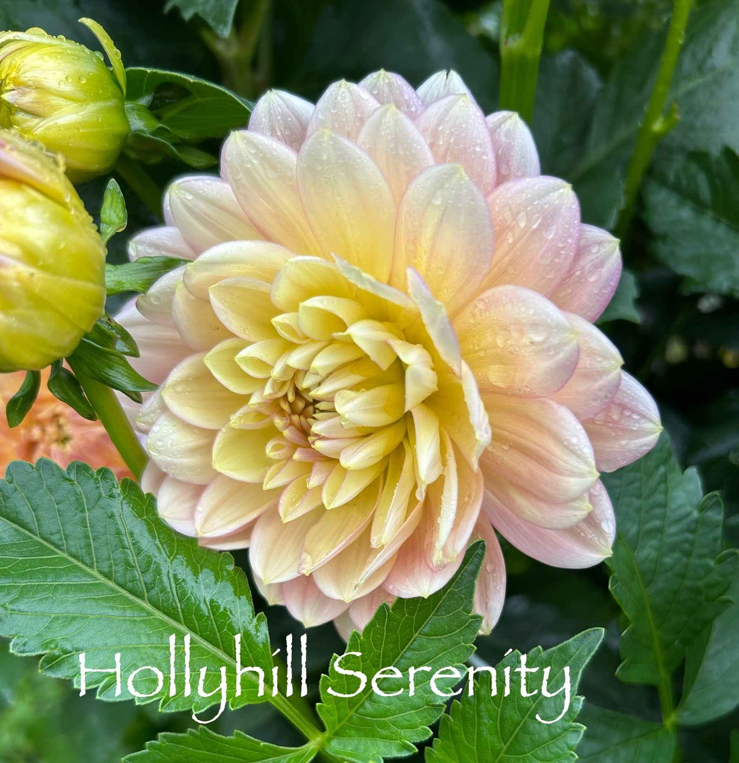 Hollyhill Serenity Tuber