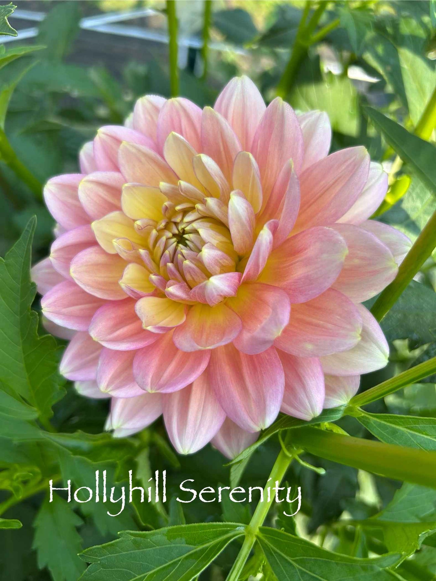 Hollyhill Serenity Tuber