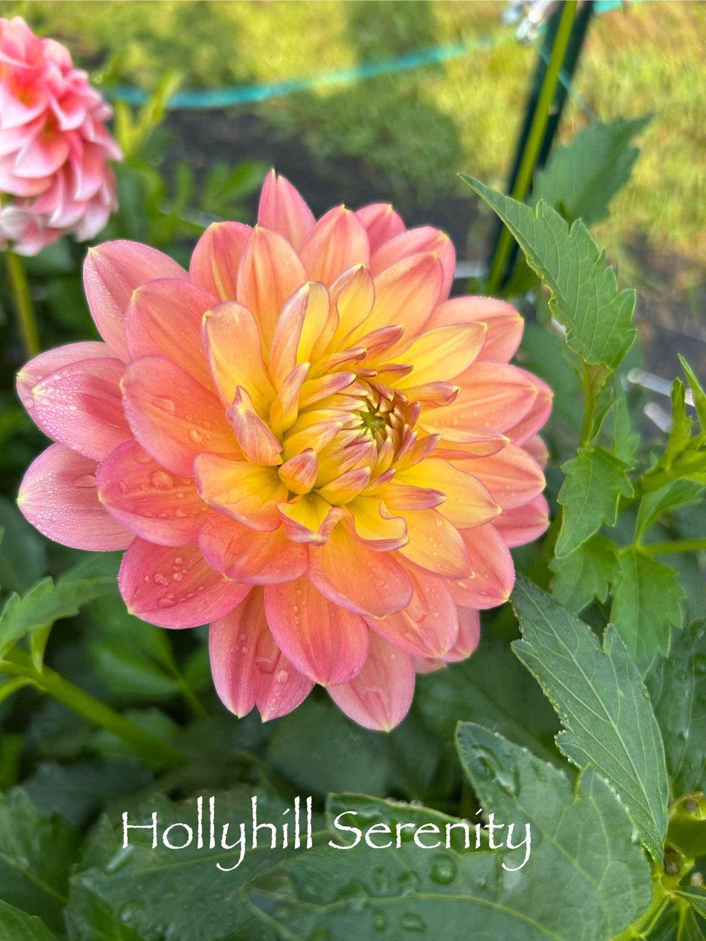 Hollyhill Serenity Tuber