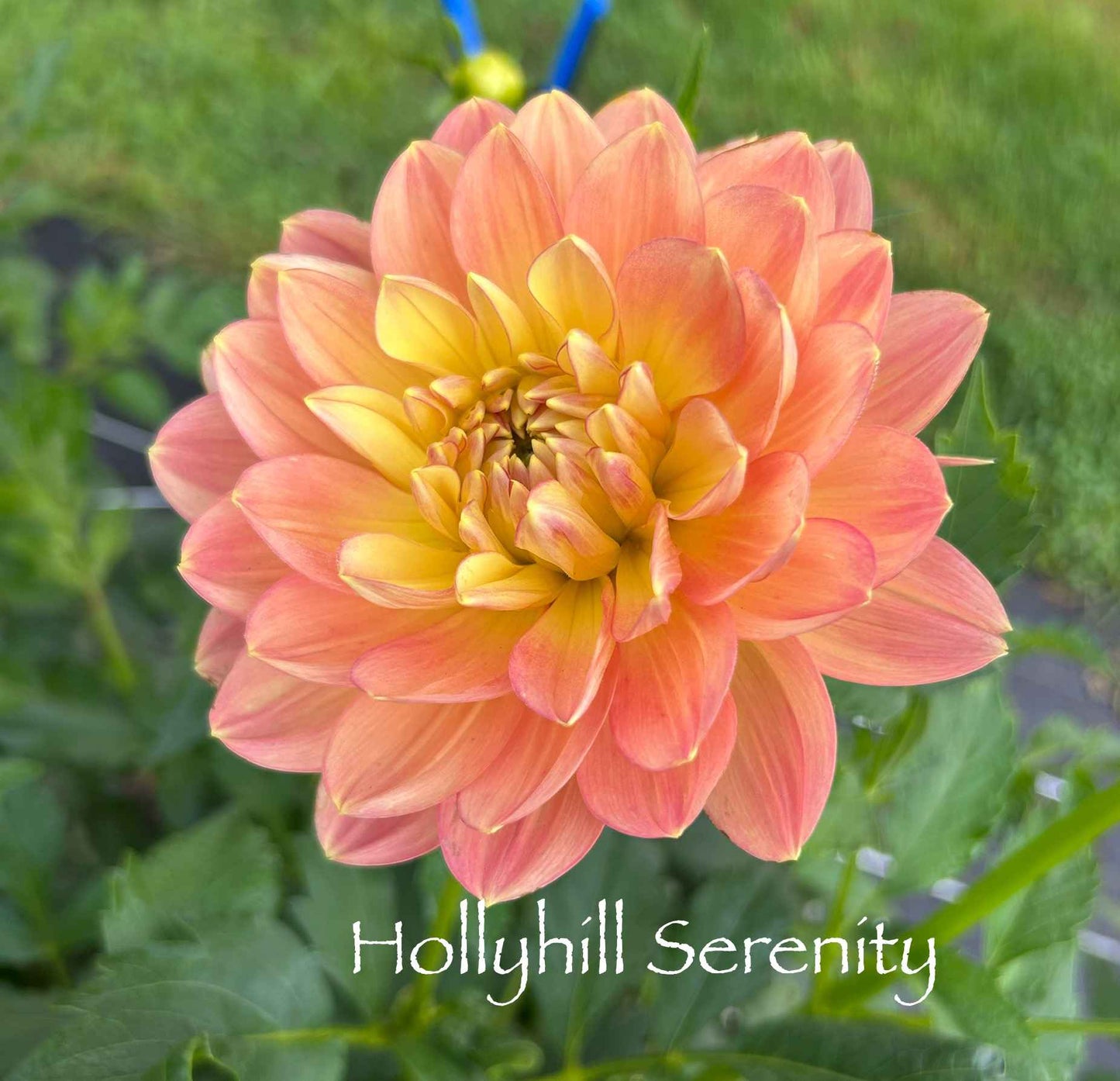 Hollyhill Serenity Tuber