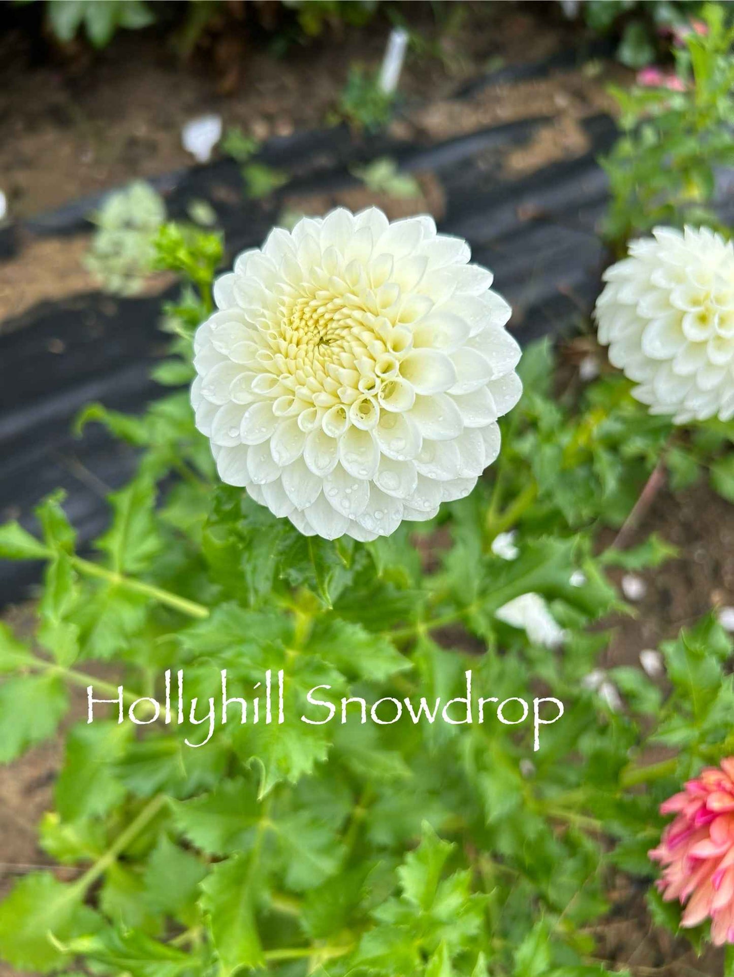 Hollyhill Snowdrop Tuber