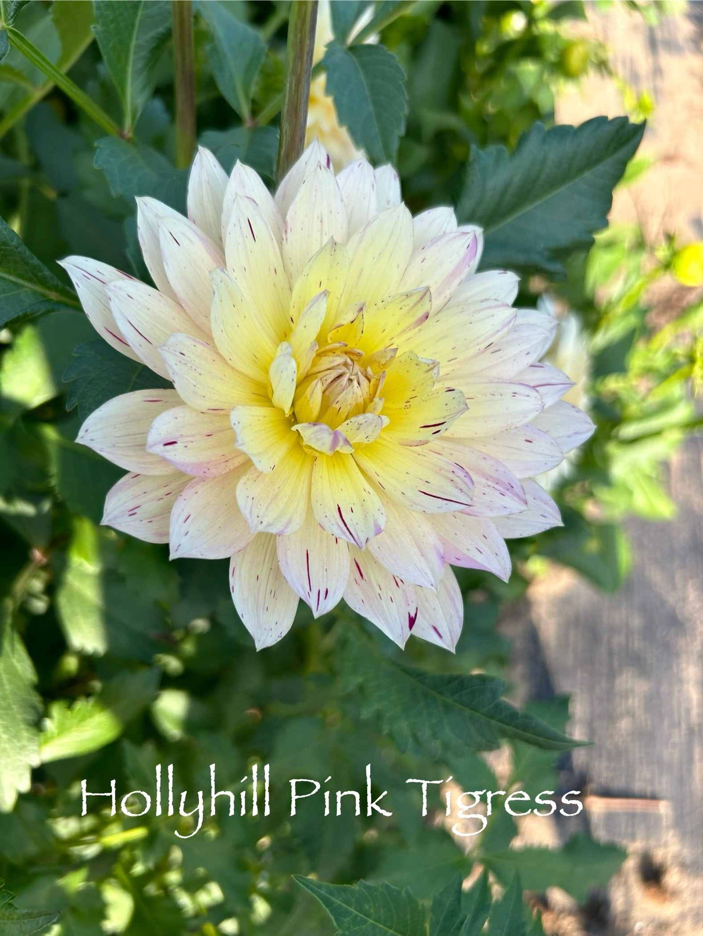 Hollyhill Pink Tigress Tuber