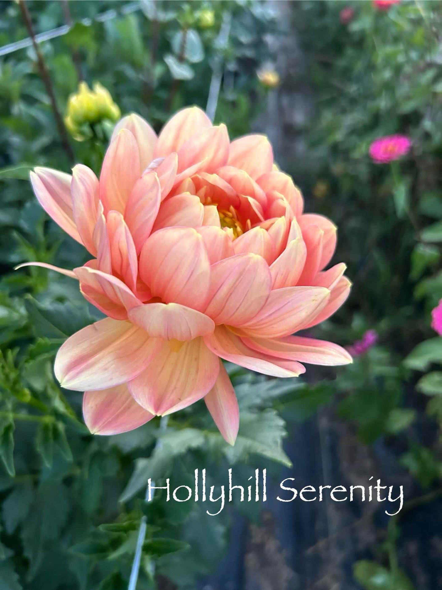 Hollyhill Serenity Tuber