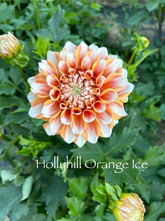 Hollyhill Orange Ice Tuber