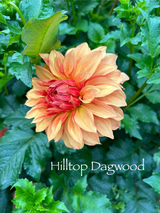 Hilltop Dagwood Tuber