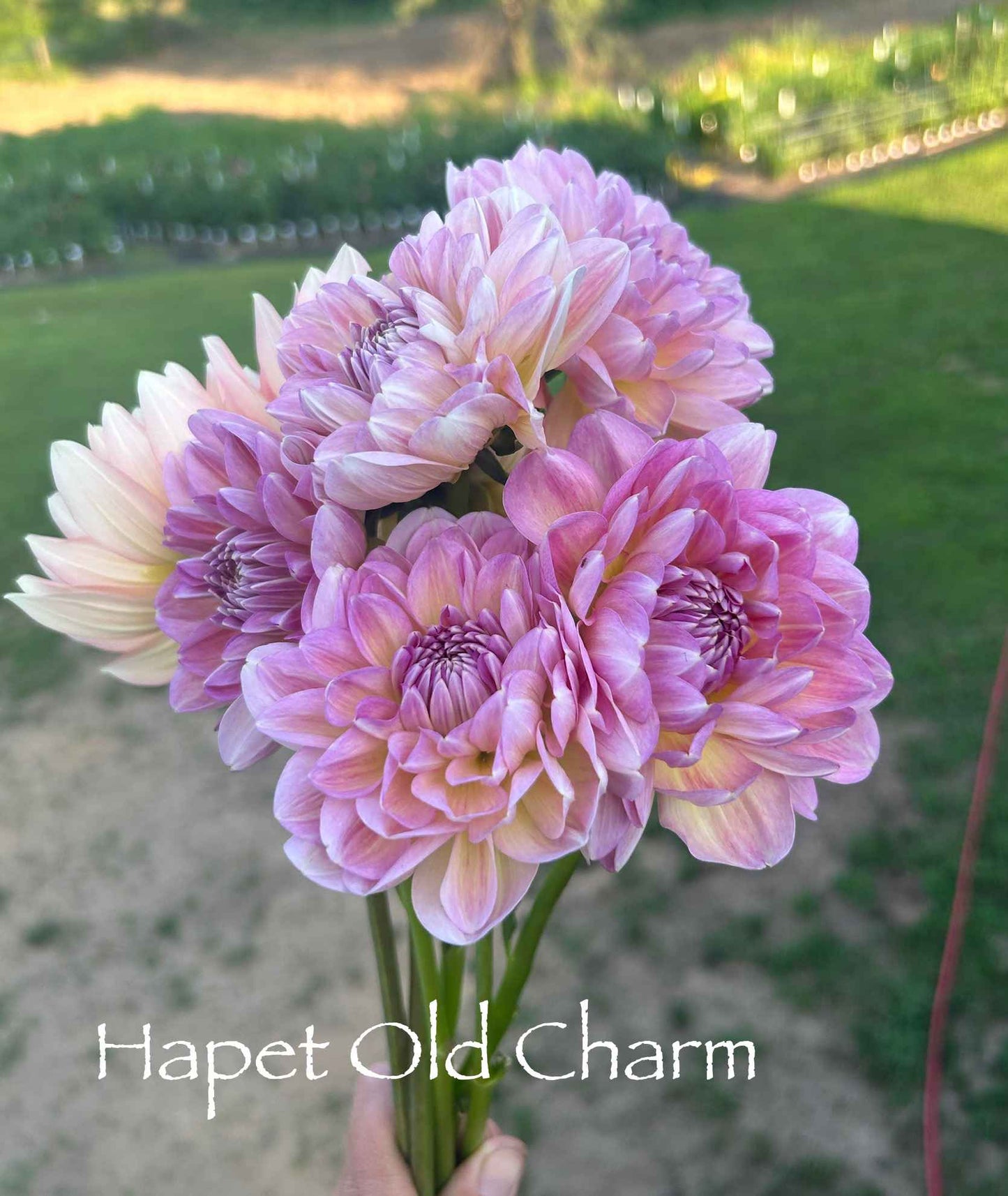 Hapet Old Charm Tuber