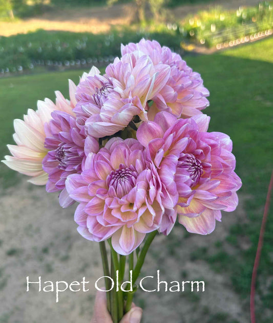 Hapet Old Charm Tuber