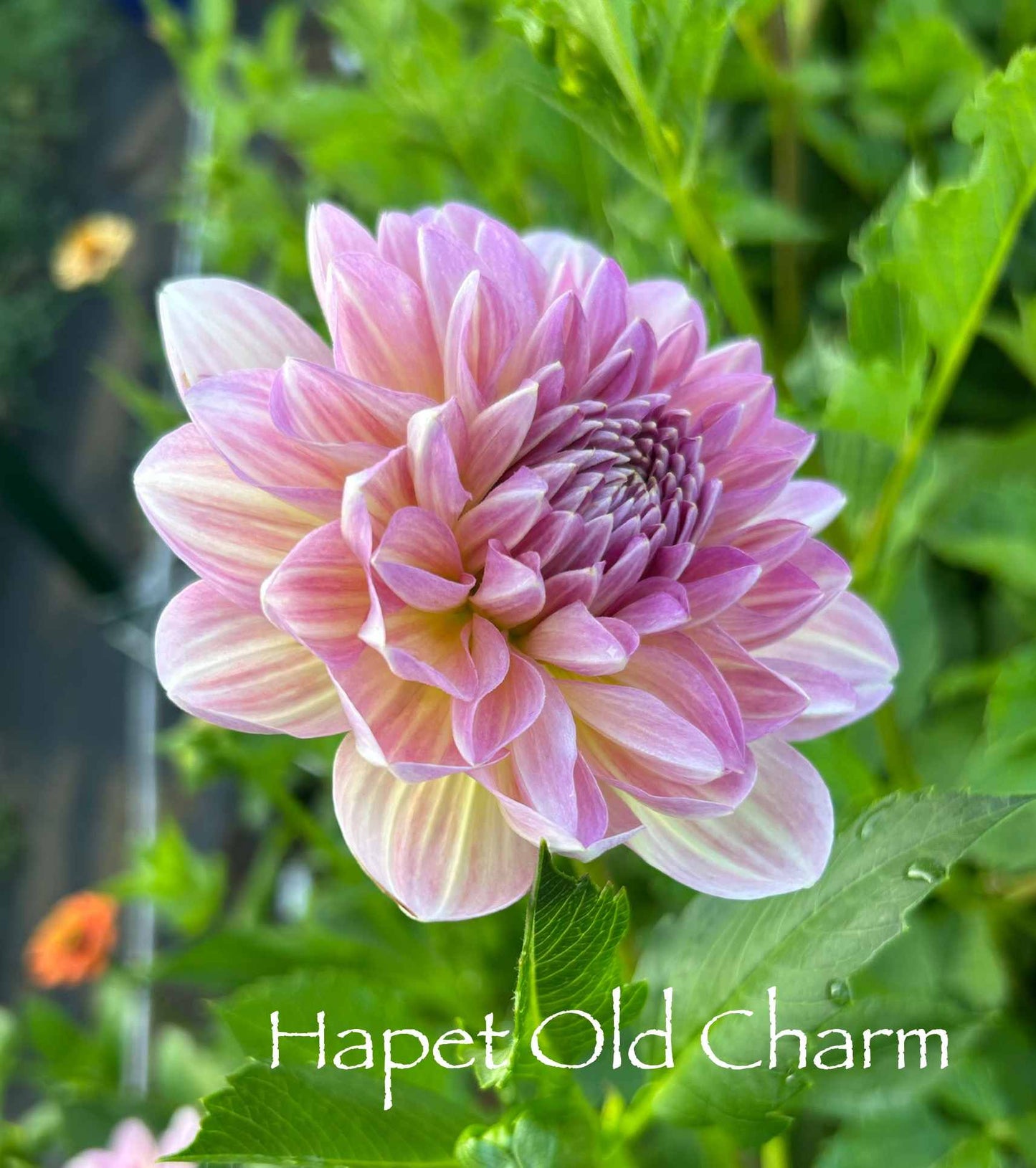 Hapet Old Charm Tuber