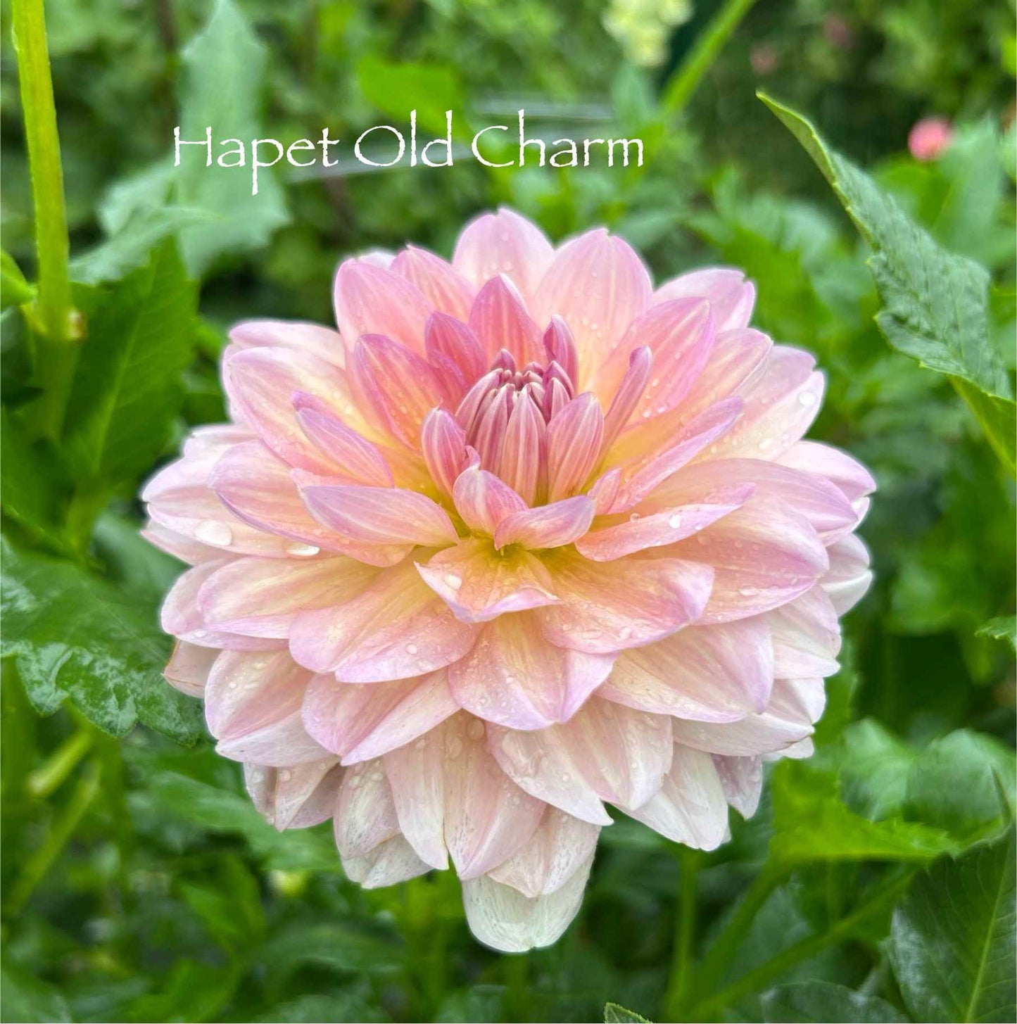 Hapet Old Charm Tuber