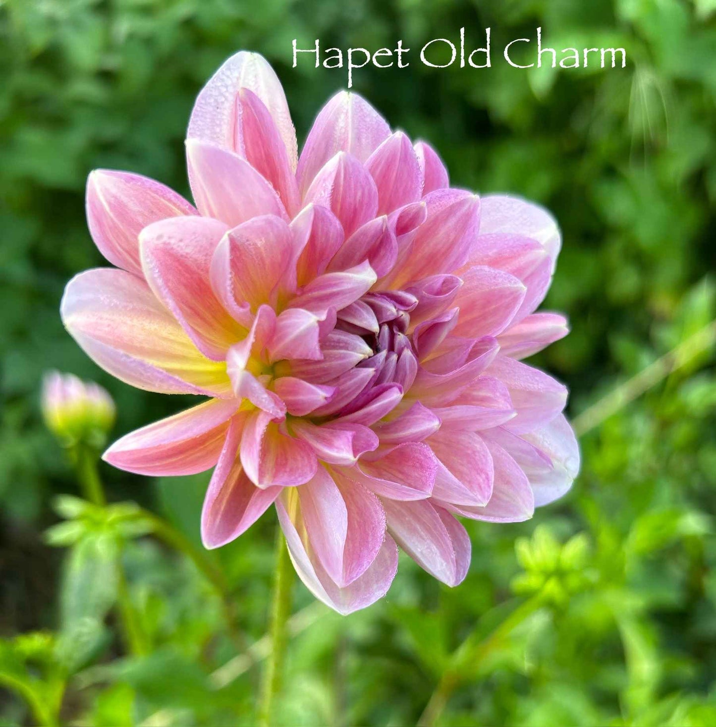 Hapet Old Charm Tuber