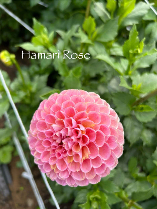 Hamari Rose Tuber