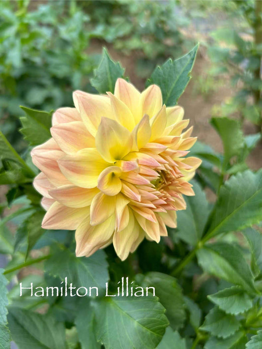 Hamilton Lillian Tuber