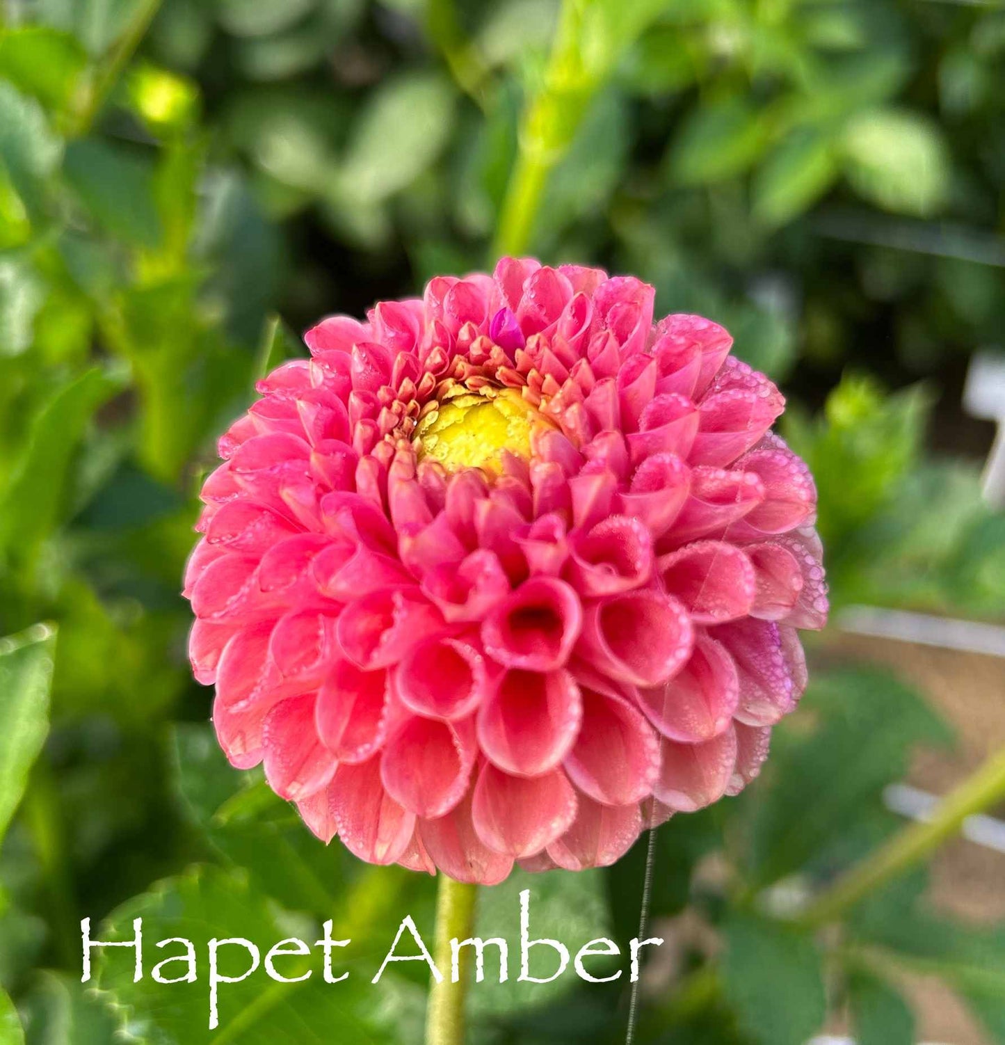 Hapet Amber Tuber