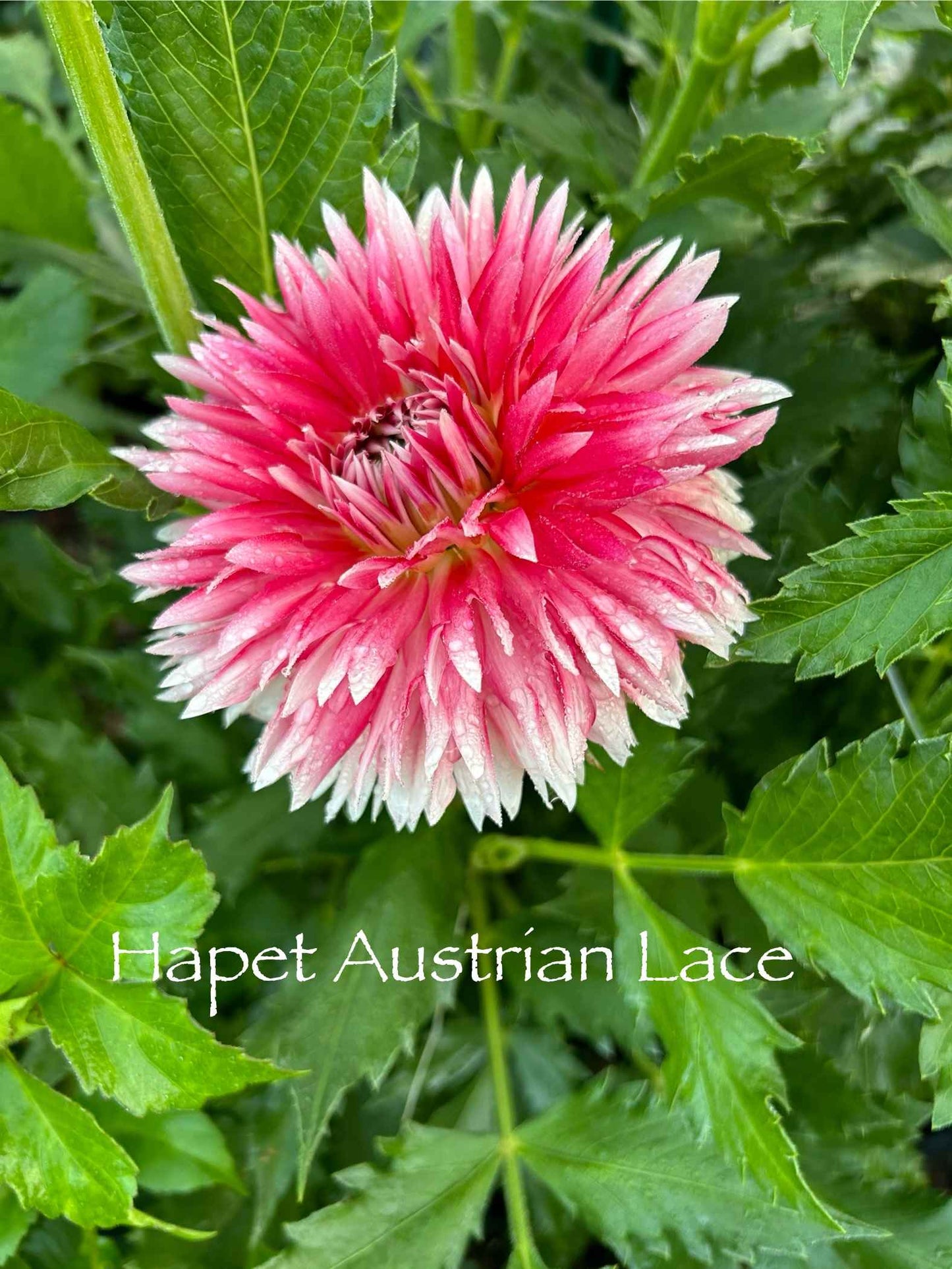 Hapet Austrian Lace Tuber