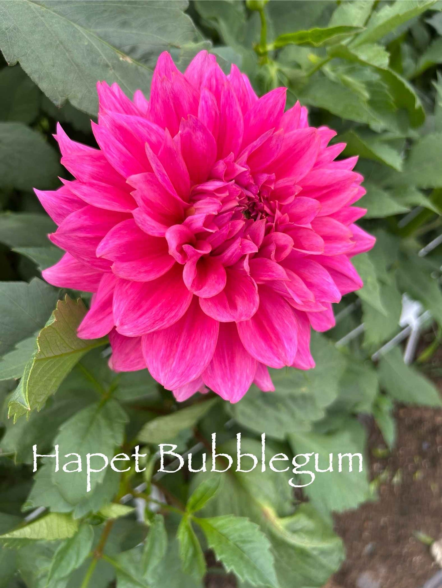 Hapet Bubblegum Tuber