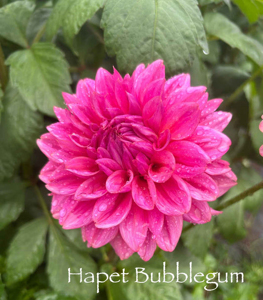 Hapet Bubblegum Tuber