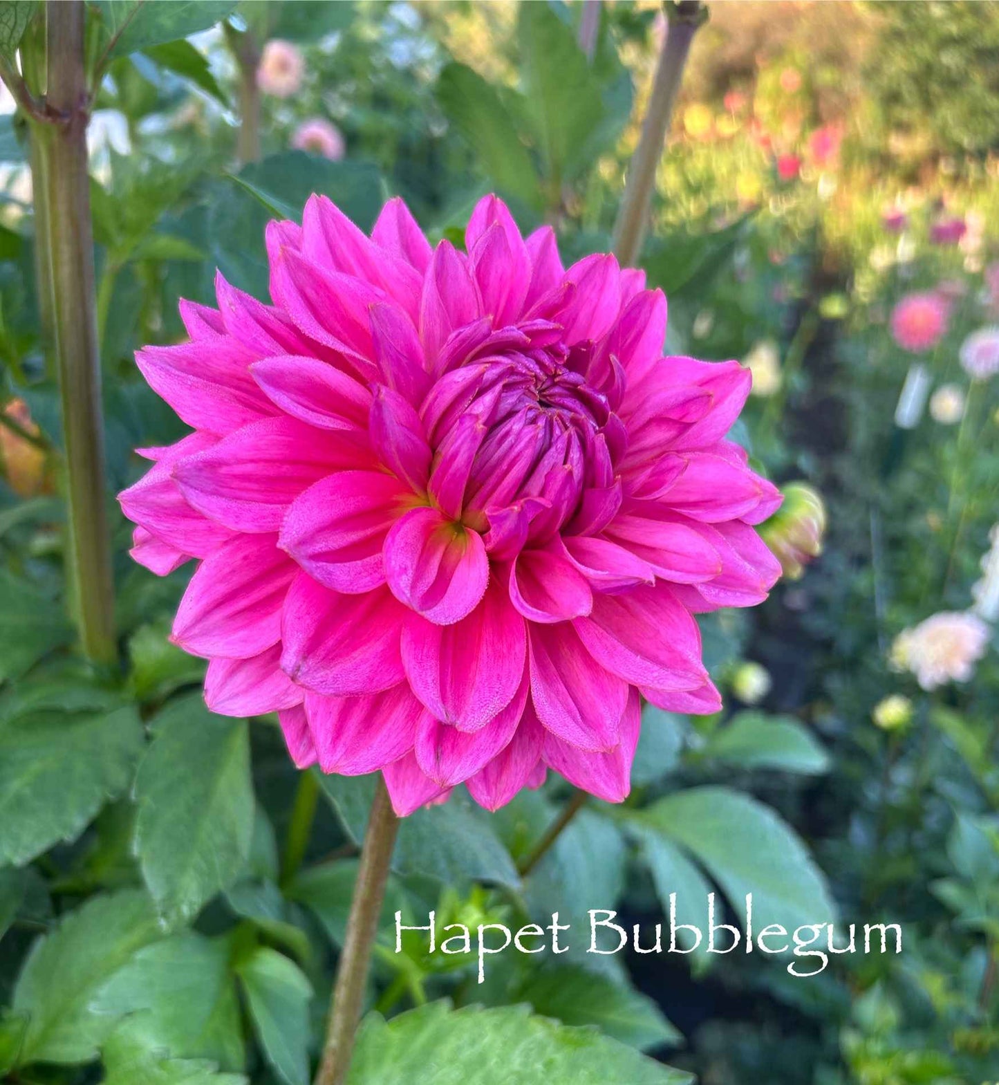 Hapet Bubblegum Tuber