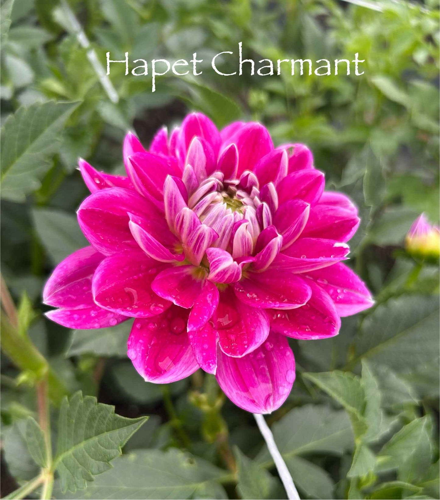 Hapet Charmant Tuber