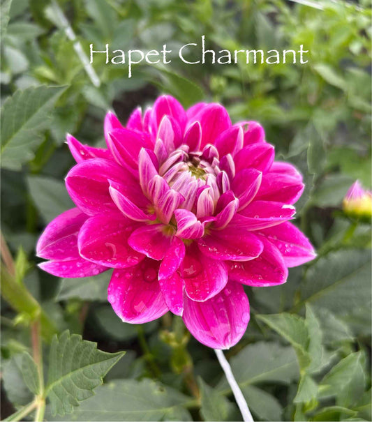 Hapet Charmant Tuber