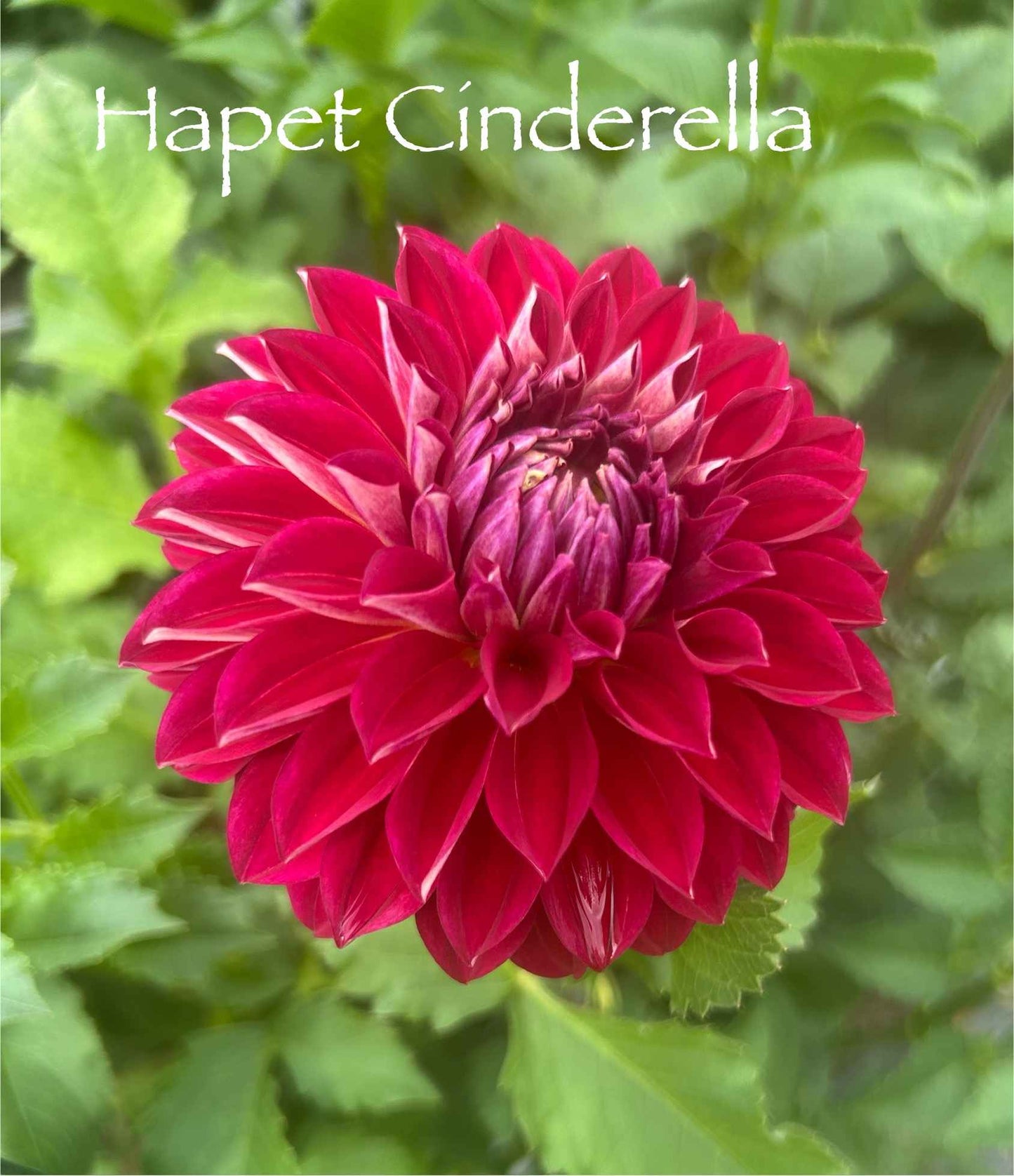 Hapet Cinderella Tuber