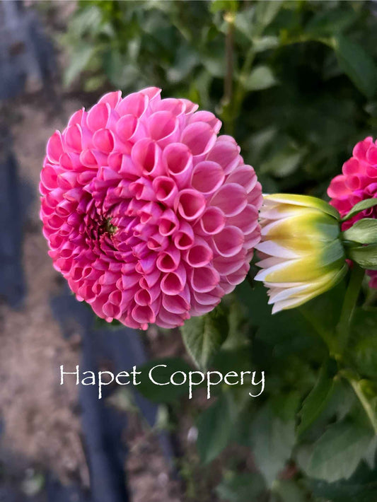 Hapet Coppery Tuber