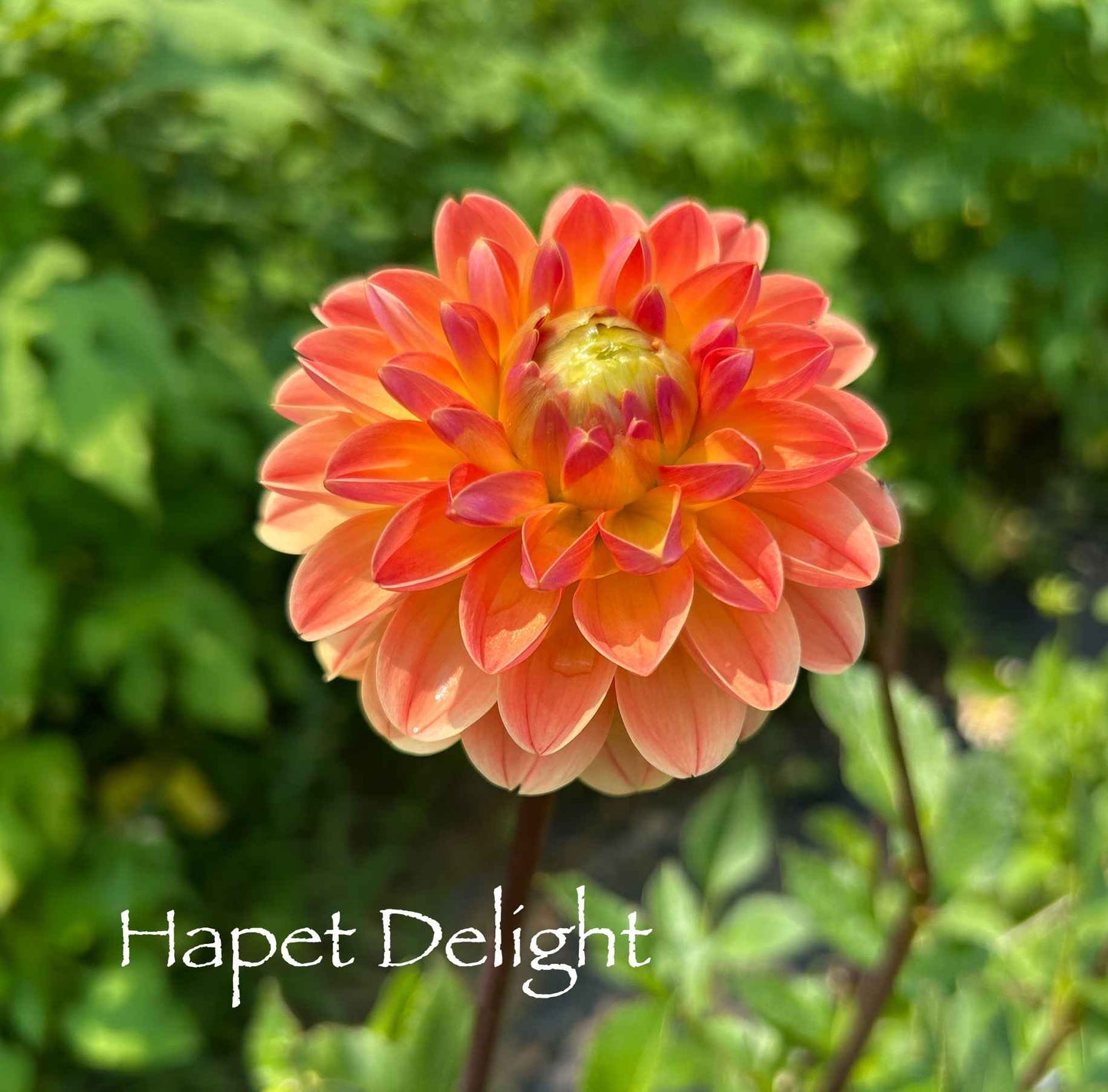 Hapet Delight Tuber