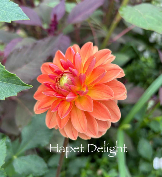 Hapet Delight Tuber