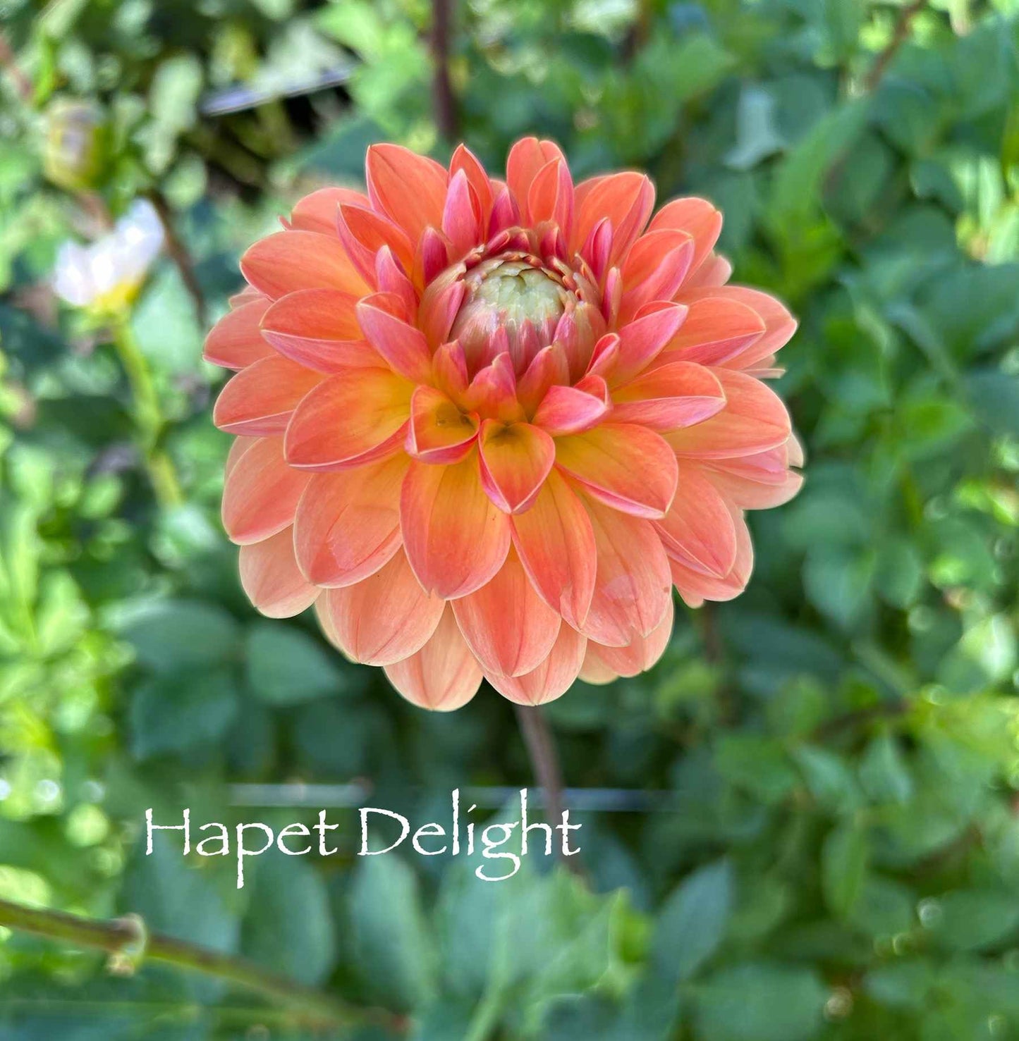 Hapet Delight Tuber