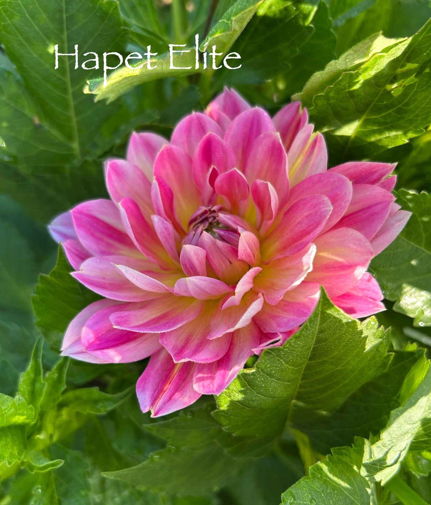 Hapet Elite Tuber