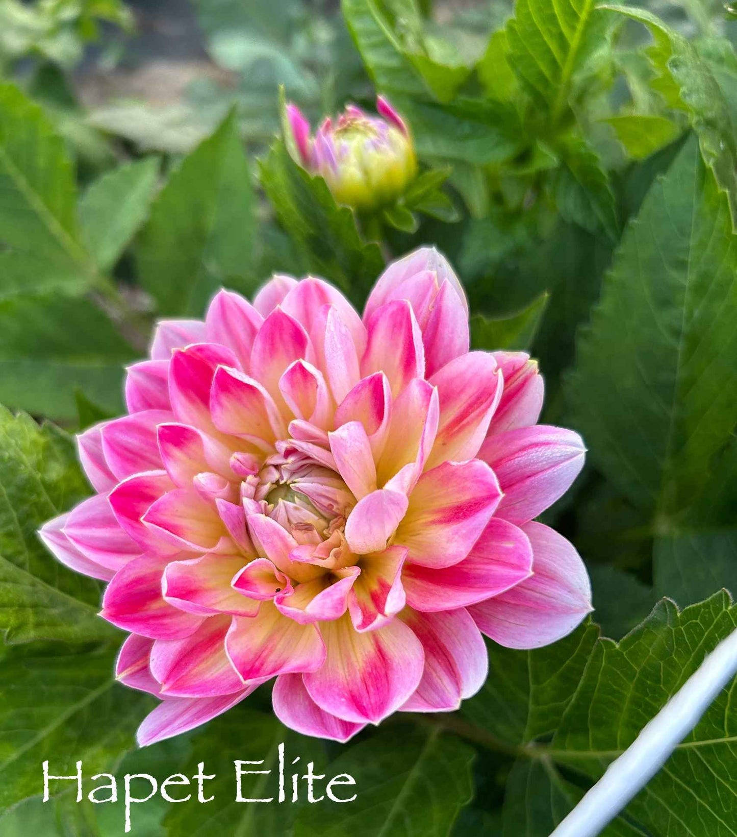 Hapet Elite Tuber
