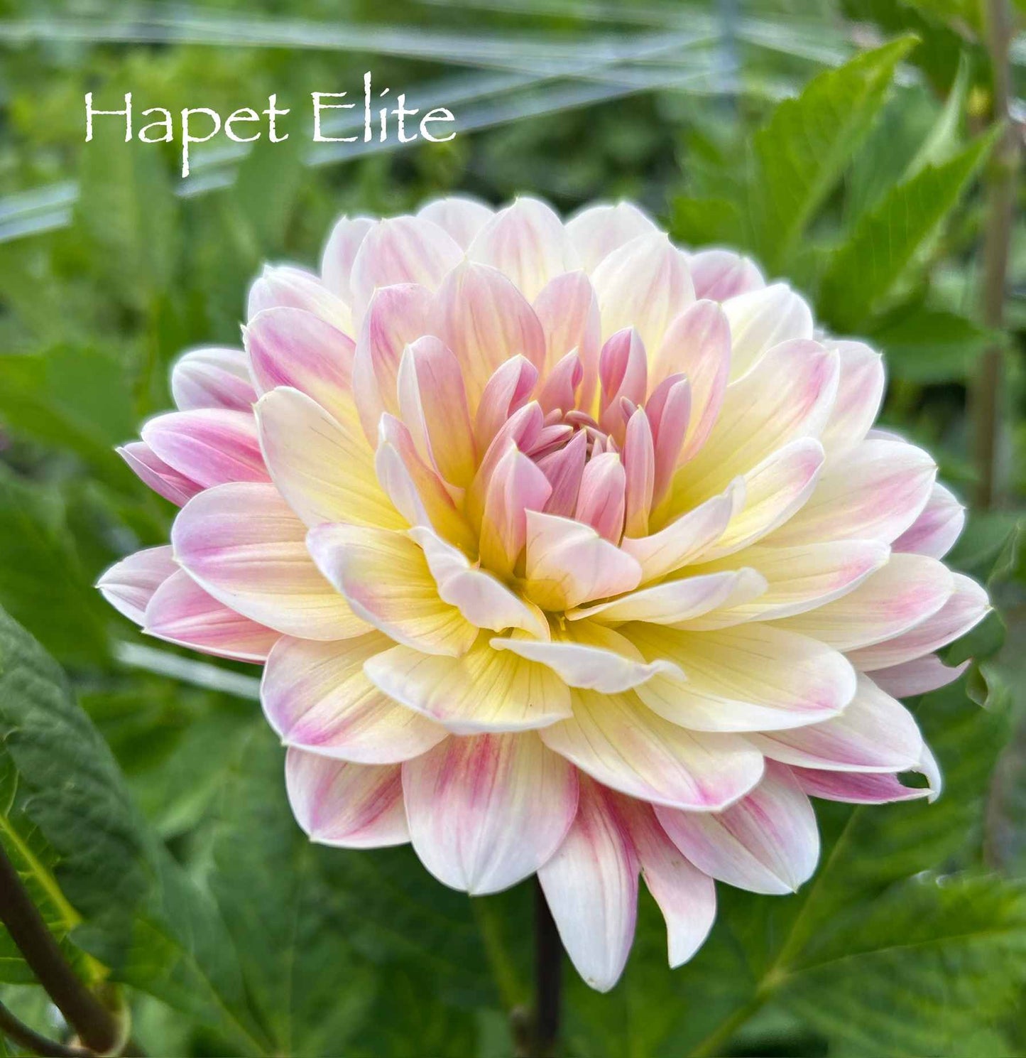 Hapet Elite Tuber
