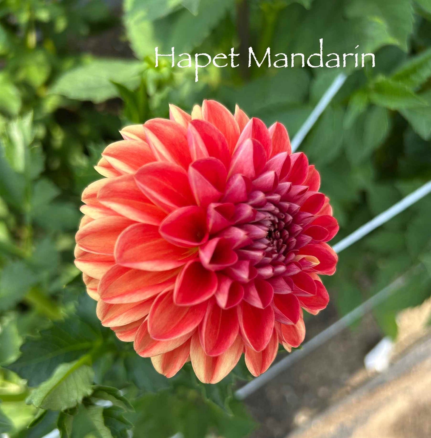 Hapet Mandarin Tuber