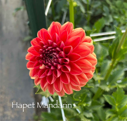 Hapet Mandarin Tuber