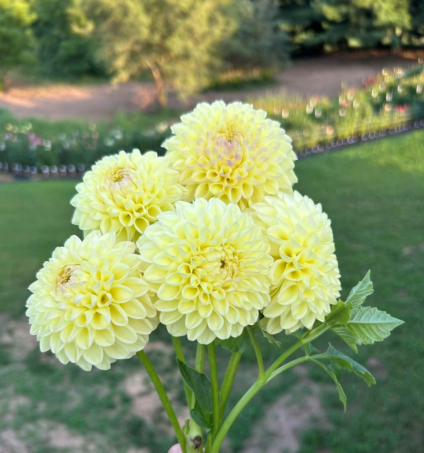 Hapet Moonglow Tuber