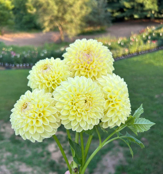 Hapet Moonglow Tuber