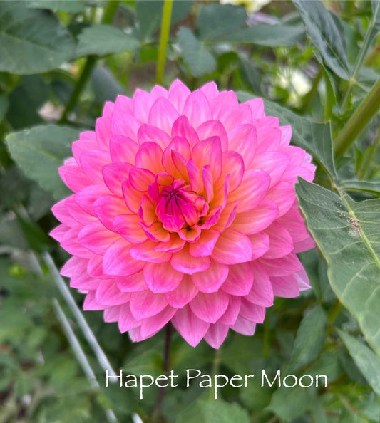 Hapet Paper Moon Tuber