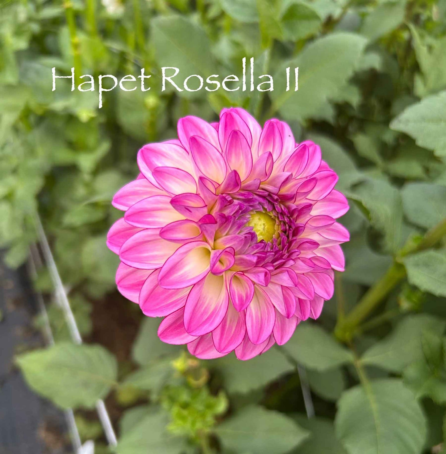 Hapet Rosella II Tuber