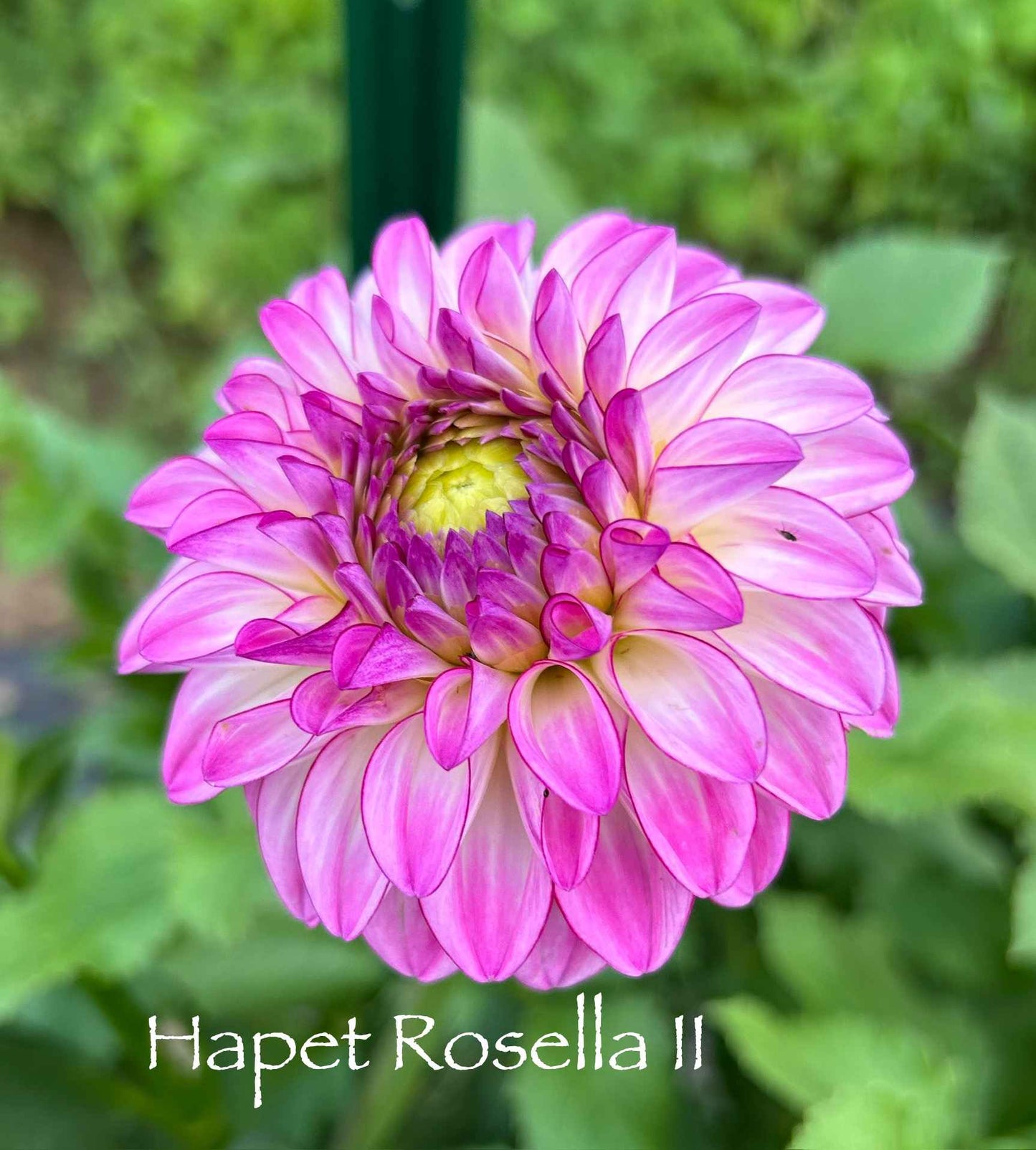 Hapet Rosella II Tuber