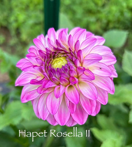 Hapet Rosella II Tuber