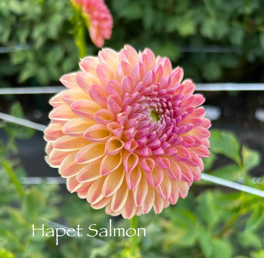 Hapet Salmon Tuber