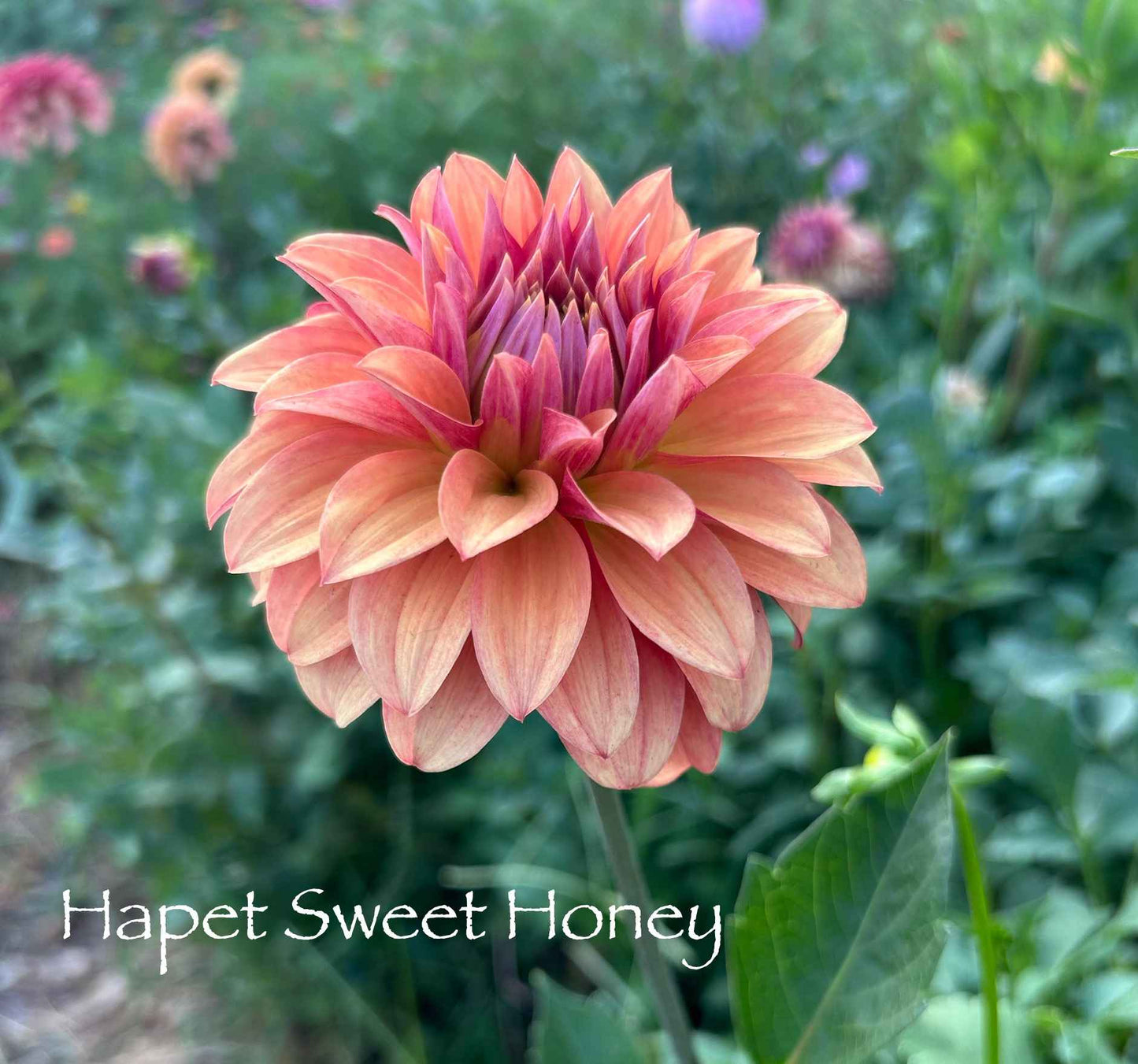 Hapet Sweet Honey Tuber